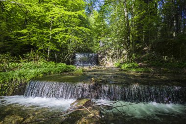 Bahar Orman taze yeşillik ve şelale ile