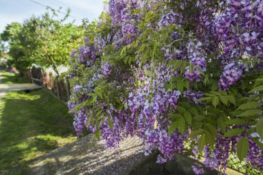Çiçek açan akasya ağaçları ile Bahçe