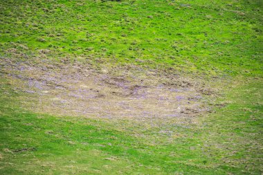 Bucegi Dağları 'nda İlkbahar, Cota 2000, Sinaia, Romanya