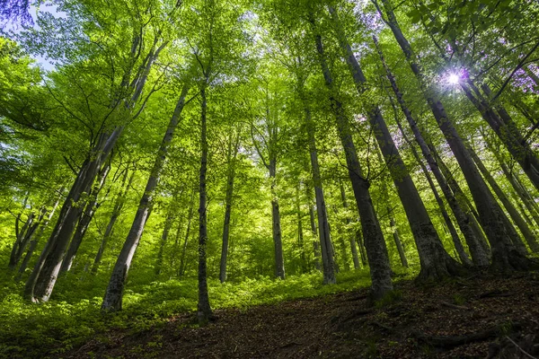 Intérieur Forêt Montagneuse Printemps — Photo