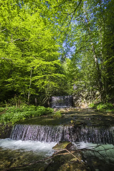 Forêt Printanière Avec Feuillage Frais Cascade — Photo