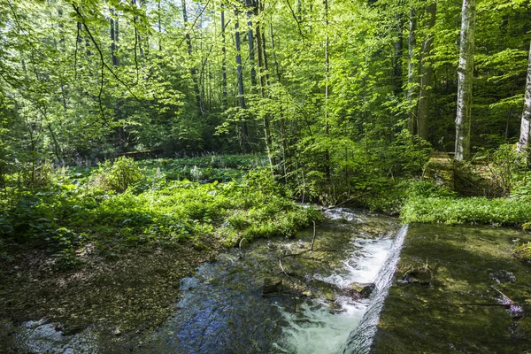 Jonge Lente Bos Natuurlijke Achtergrond — Stockfoto