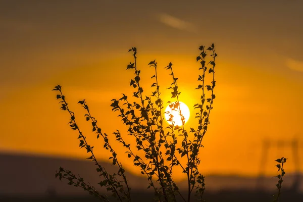Puesta Sol Primavera —  Fotos de Stock