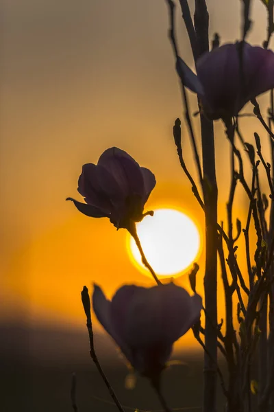 Захід Сонця Весняний Час — стокове фото