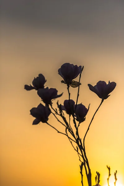 Pôr Sol Primavera — Fotografia de Stock