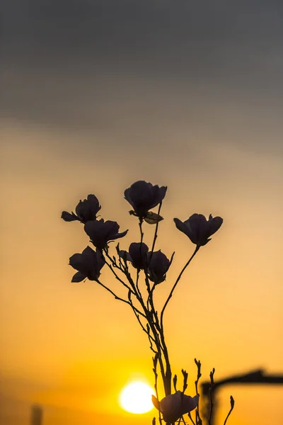 Sunset Spring — стоковое фото