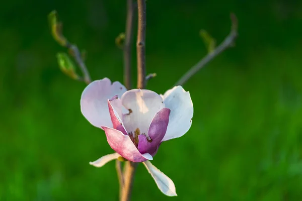 Frühlingsblumen Garten — Stockfoto