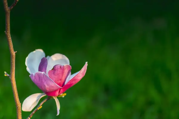 Spring Flowers Garden — Stock Photo, Image