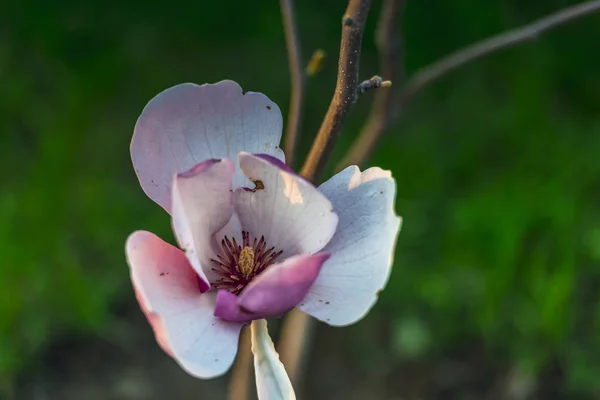 Lentebloemen Tuin — Stockfoto