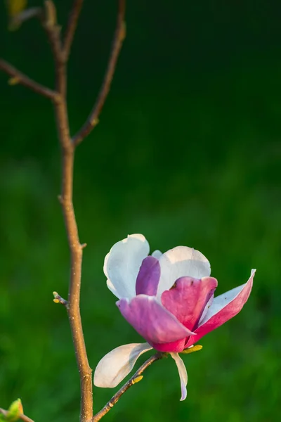 Весняні Квіти Саду — стокове фото
