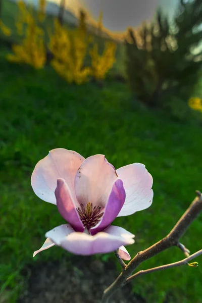 Printemps Dans Jardin Jour Ensoleillé — Photo