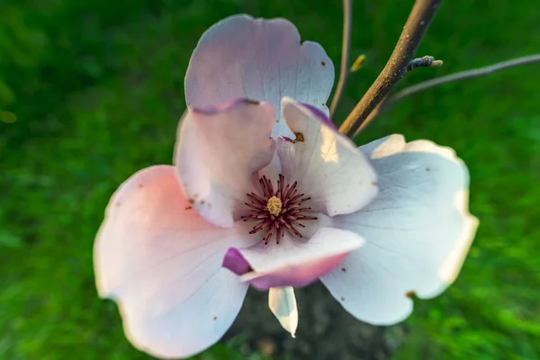 Springtime Garden Sunny Day — Stock Photo, Image