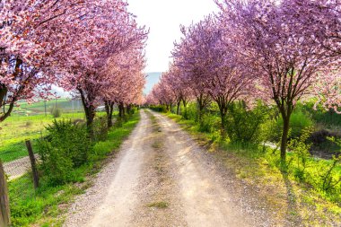 Güneşli bir bahar peyzaj 