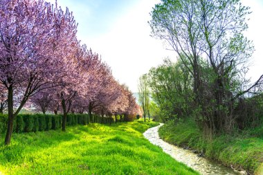 Güneşli bir bahar peyzaj 