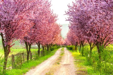 Güneşli bir bahar peyzaj 