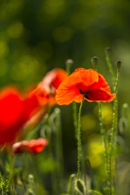 Güzel bahar manzaralı 