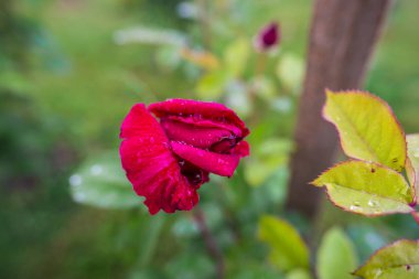 Bahçede bahar zaman çiçek