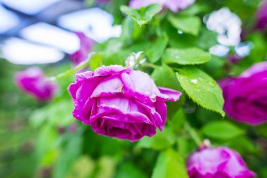 Bahçede bahar zaman çiçek