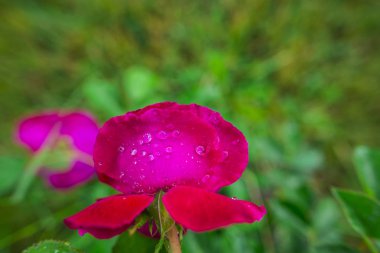 Bahçede bahar zaman çiçek