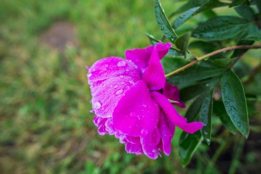 Bahçede bahar zaman çiçek