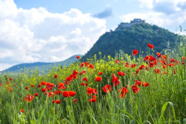 Bahar haşhaş çiçekleri