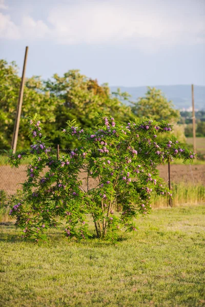 Zahradní Květiny Létě — Stock fotografie