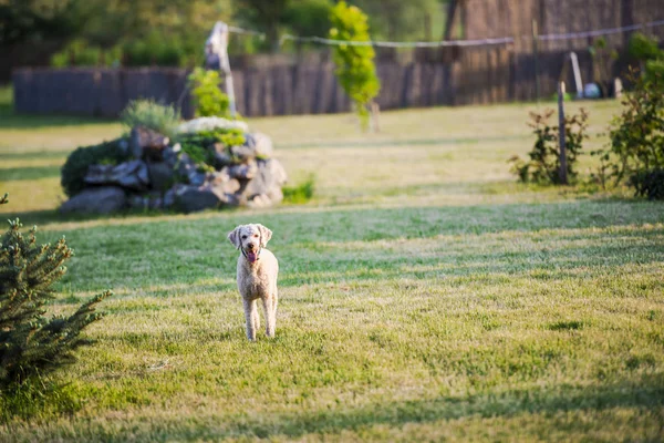 可爱的狗狗在院子里 — 图库照片