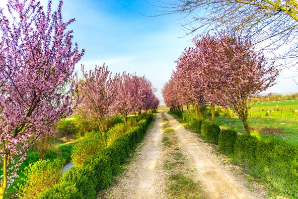 Güneşli bir bahar peyzaj 