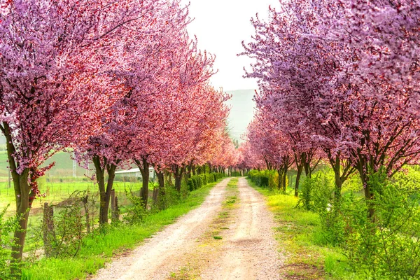 Güneşli bir bahar peyzaj 