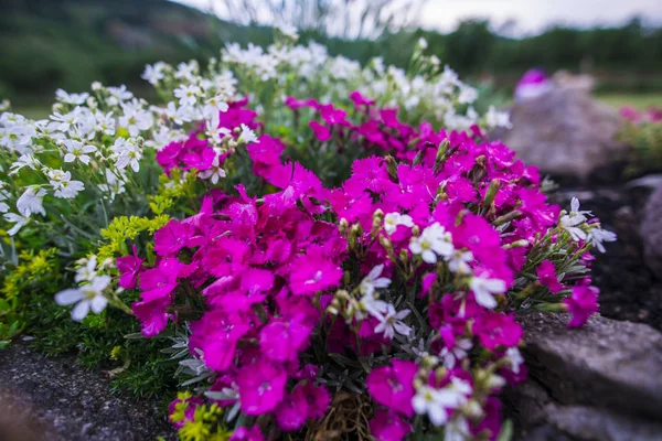 Spring time flowers in the garden