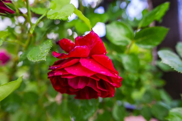 Vårens Tid Blommor Trädgården — Stockfoto