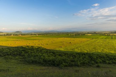 Buğday oy pusulaları üzerinde yaz ile yeşil alan