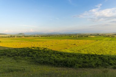 Buğday oy pusulaları üzerinde yaz ile yeşil alan