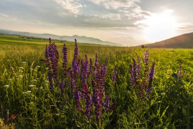 Güneşli bir gün yaz alan görünümünde