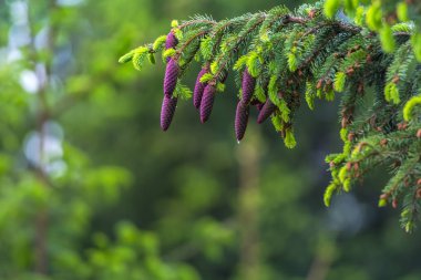 Koniler iğne yapraklı orman ağacı