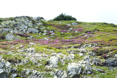 Karpat Dağları'nda Transalpina yoldan görüntülemek