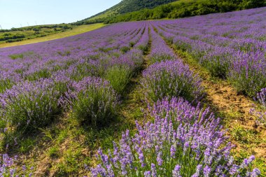 Lavanta çiçekleri alan yazında