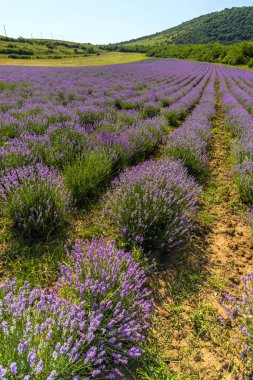 Lavanta çiçekleri alan yazında