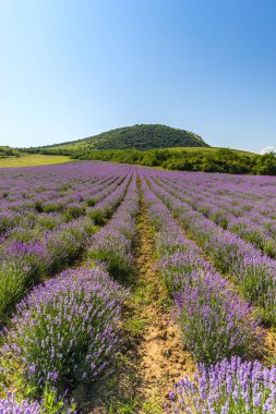 Lavanta çiçekleri alan yazında