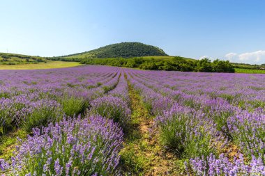 Lavanta çiçekleri alan yazında