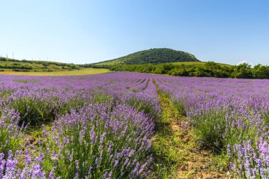 Lavanta çiçekleri alan yazında