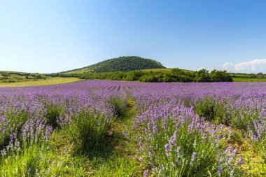 Lavanta çiçekleri alan yazında