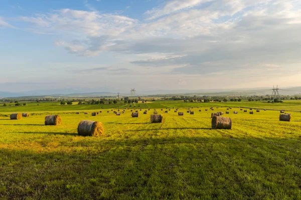 Campo Verde Com Cédulas Trigo Verão — Fotografia de Stock