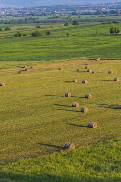 Vue Sur Champ Été Journée Ensoleillée — Photo