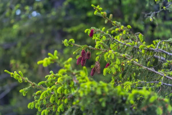 Koniler Iğne Yapraklı Orman Ağacı — Stok fotoğraf