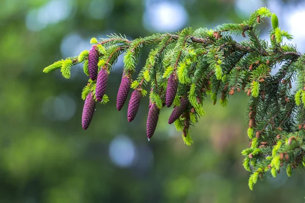 Conos Árbol Bosque Coníferas — Foto de Stock