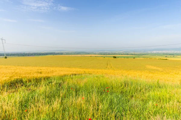 金黄麦子领域与天空 — 图库照片