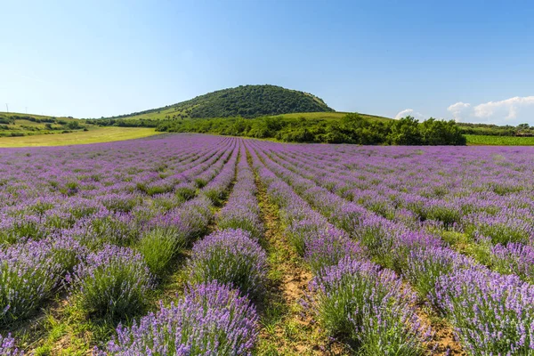 Campo Flores Lavander Verão — Fotografia de Stock