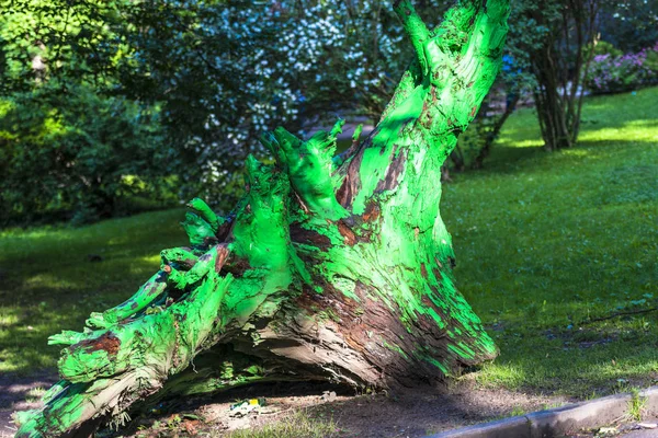 Painted Root Tree Sinaia Romania — Stock Photo, Image