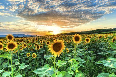 Suflowers alan yazında
